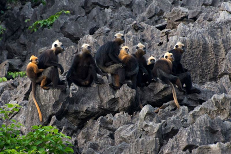 One Day Cruise to Explore Lan Ha Bay from Cat Ba Island