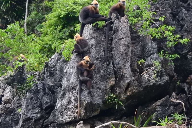 Lan Ha Bay - Cat Ba 2D1N Adventure with Meals, Kayaking, Trekking